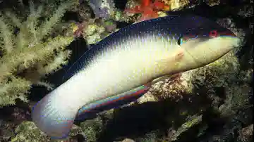 Black-Backed Wrasse 